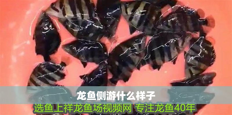 龍魚側(cè)游什么樣子