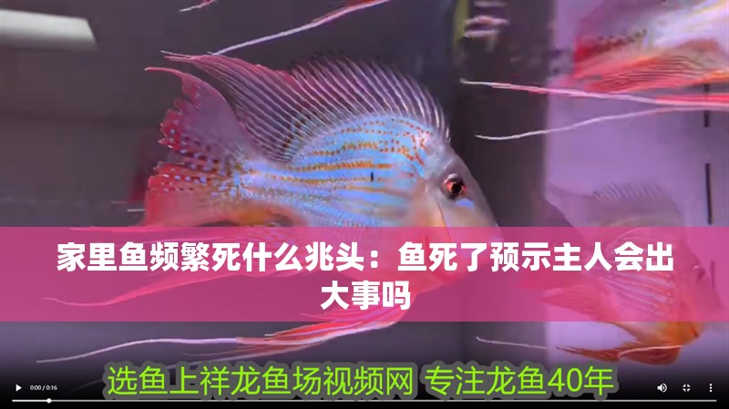 家里魚頻繁死什么兆頭：魚死了預示主人會出大事嗎
