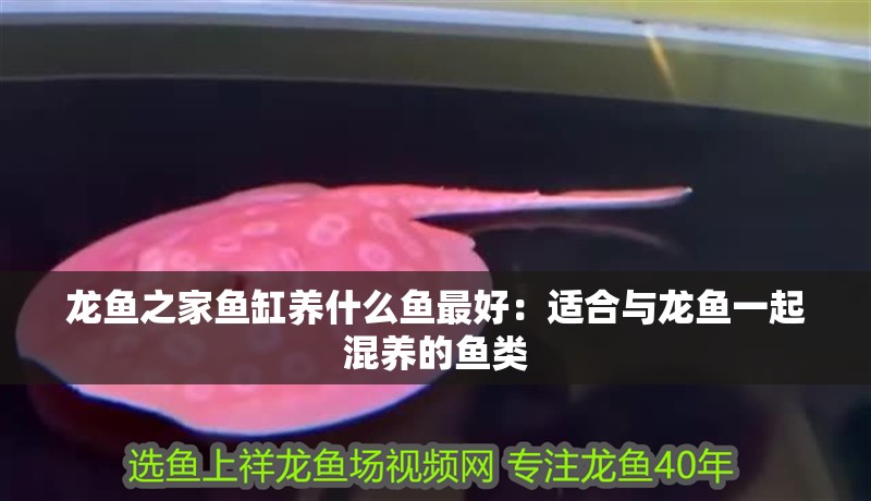 龍魚之家魚缸養什么魚最好：適合與龍魚一起混養的魚類