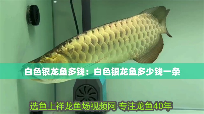 白色銀龍魚多錢：白色銀龍魚多少錢一條