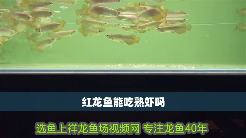 紅龍魚能吃熟蝦嗎