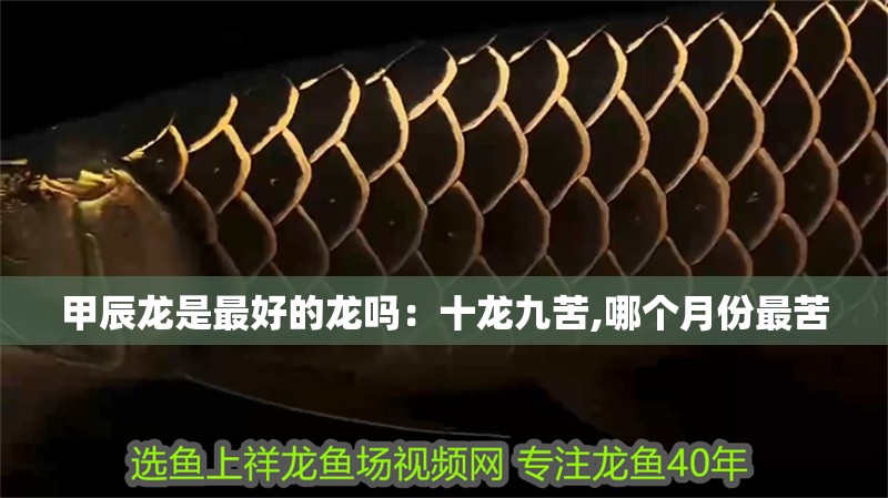 甲辰龍是最好的龍嗎：十龍九苦,哪個月份最苦