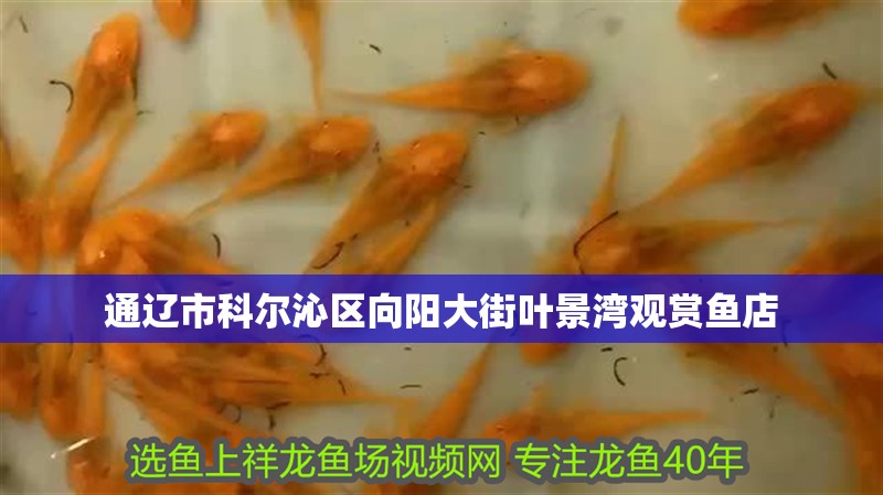 通遼市科爾沁區向陽大街葉景灣觀賞魚店