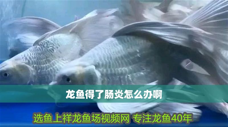 龍魚得了腸炎怎么辦啊