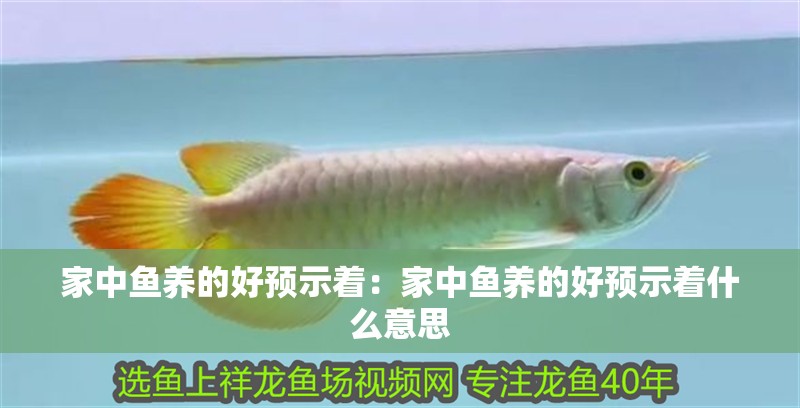 家中魚養的好預示著：家中魚養的好預示著什么意思