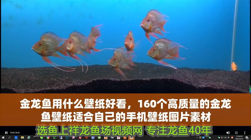 金龍魚用什么壁紙好看，160個高質量的金龍魚壁紙適合自己的手機壁紙圖片素材