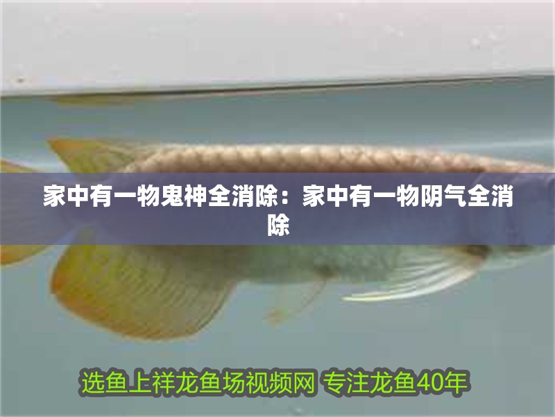家中有一物鬼神全消除:家中有一物陰氣全消除 龍魚百科 第2張 家中有一物鬼神全消除:家中有一物陰氣全消除 家中有一物鬼神全消除:家中有一物陰氣全消除 龍魚百科 第2張
