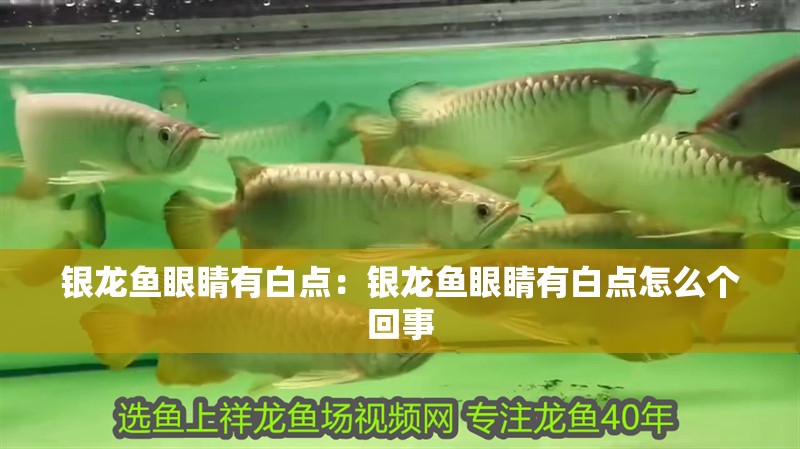銀龍魚眼睛有白點：銀龍魚眼睛有白點怎么個回事