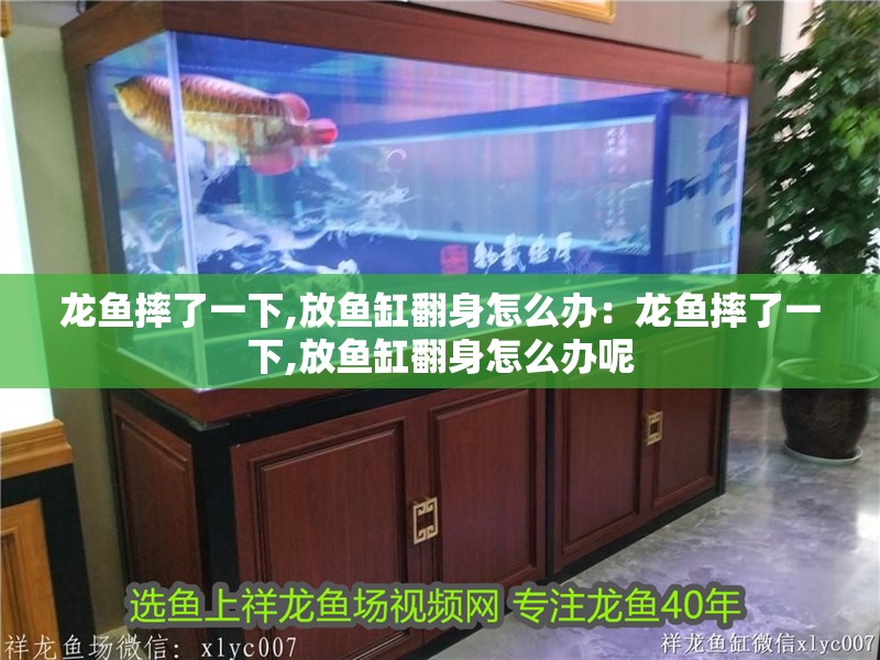 龍魚摔了一下,放魚缸翻身怎么辦：龍魚摔了一下,放魚缸翻身怎么辦呢