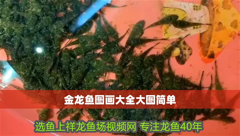 金龍魚圖畫大全大圖簡單