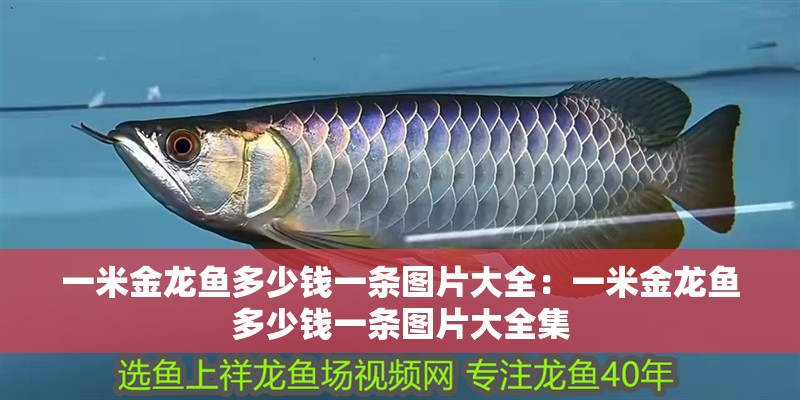 銀龍魚死亡是破財嗎(養(yǎng)的銀龍魚死了預(yù)示什么)