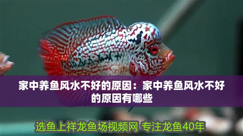 家中養魚風水不好的原因：家中養魚風水不好的原因有哪些