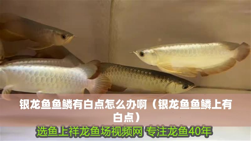 銀龍魚魚鱗有白點怎么辦啊（銀龍魚魚鱗上有白點）
