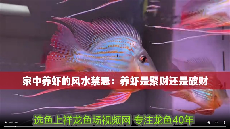 家中養蝦的風水禁忌：養蝦是聚財還是破財