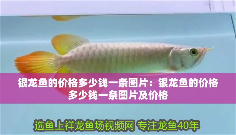 銀龍魚的價格多少錢一條圖片：銀龍魚的價格多少錢一條圖片及價格