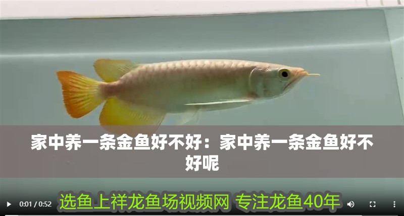 家中養一條金魚好不好：家中養一條金魚好不好呢