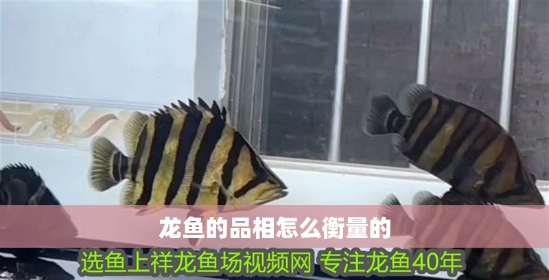 龍魚的品相怎么衡量的