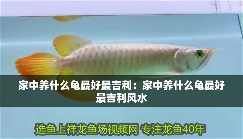 家中養(yǎng)什么龜最好最吉利：家中養(yǎng)什么龜最好最吉利風(fēng)水