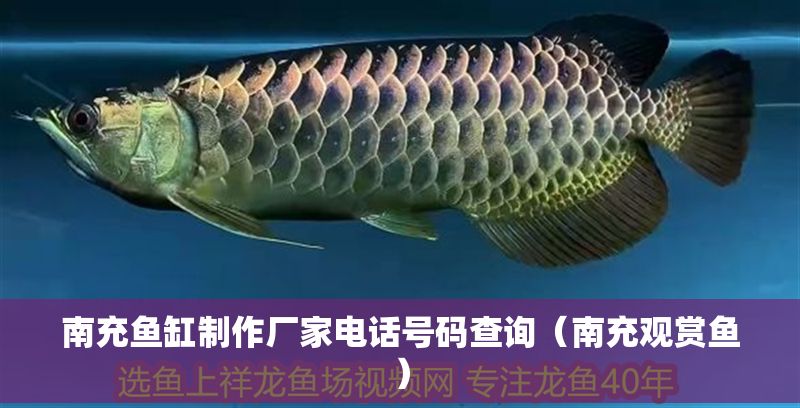 南充魚缸制作廠家電話號碼查詢（南充觀賞魚）