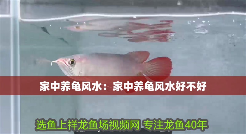 家中養龜風水：家中養龜風水好不好