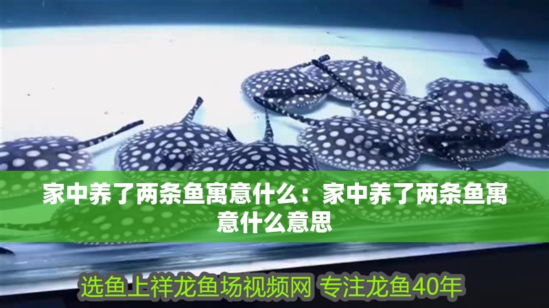 家中養(yǎng)了兩條魚寓意什么：家中養(yǎng)了兩條魚寓意什么意思