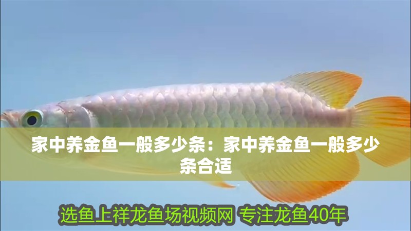 家中養(yǎng)金魚一般多少條：家中養(yǎng)金魚一般多少條合適