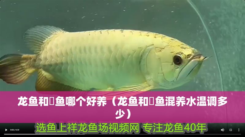 龍魚和魟魚哪個好養（龍魚和魟魚混養水溫調多少）