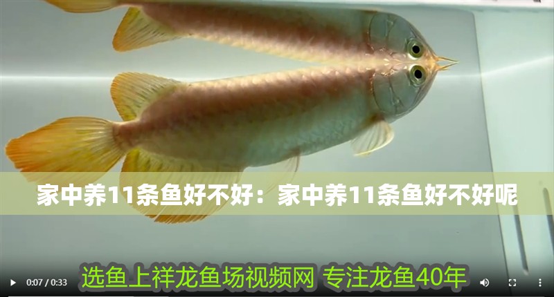 家中養(yǎng)11條魚好不好：家中養(yǎng)11條魚好不好呢