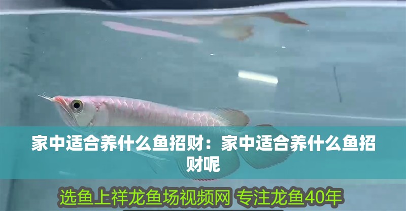 家中適合養什么魚招財：家中適合養什么魚招財呢