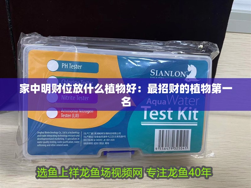 家中明財(cái)位放什么植物好：最招財(cái)?shù)闹参锏谝幻? title=