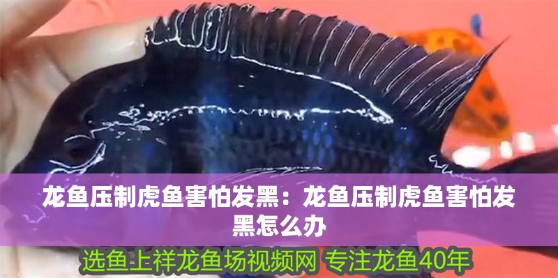龍魚壓制虎魚害怕發黑：龍魚壓制虎魚害怕發黑怎么辦