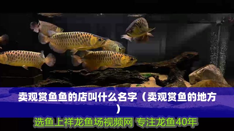 賣觀賞魚魚的店叫什么名字（賣觀賞魚的地方）