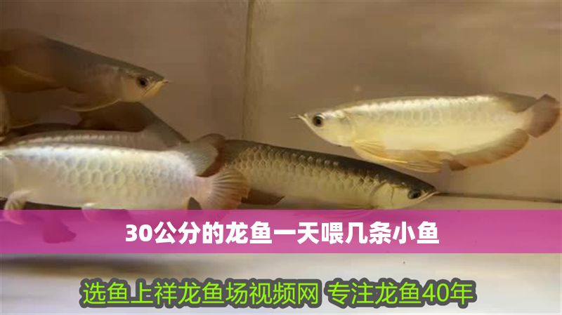 30公分的龍魚一天喂幾條小魚