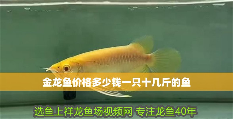 金龍魚價格多少錢一只十幾斤的魚