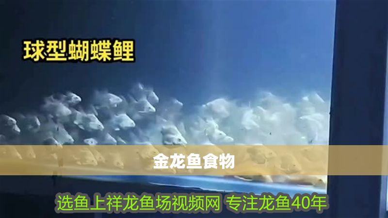 金龍魚食物