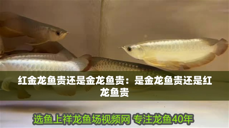 紅金龍魚貴還是金龍魚貴：是金龍魚貴還是紅龍魚貴