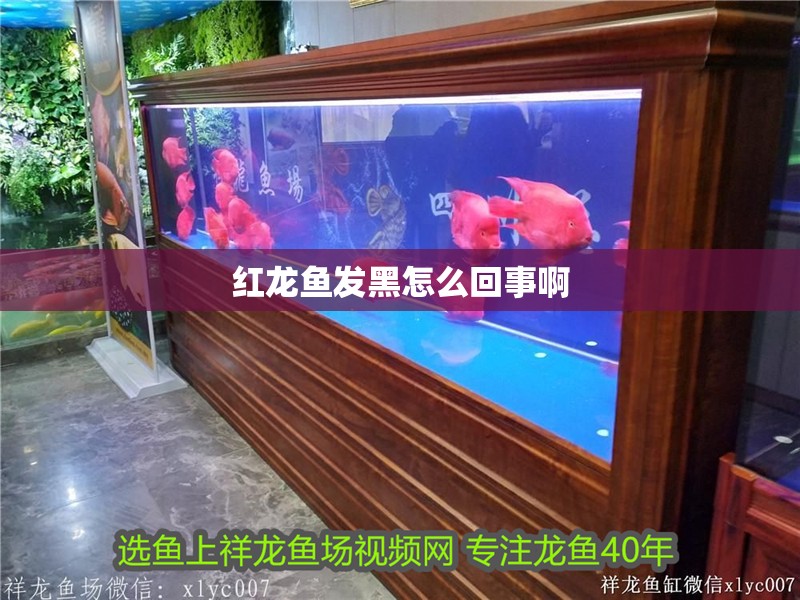 紅龍魚發(fā)黑怎么回事啊