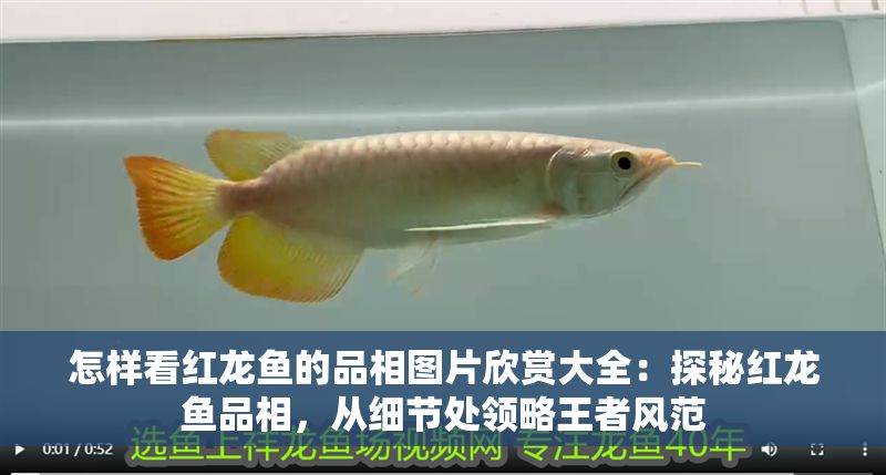 怎樣看紅龍魚(yú)的品相圖片欣賞大全：探秘紅龍魚(yú)品相，從細(xì)節(jié)處領(lǐng)略王者風(fēng)范