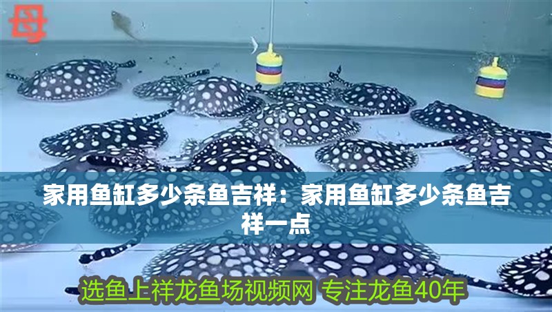 家用魚缸多少條魚吉祥：家用魚缸多少條魚吉祥一點