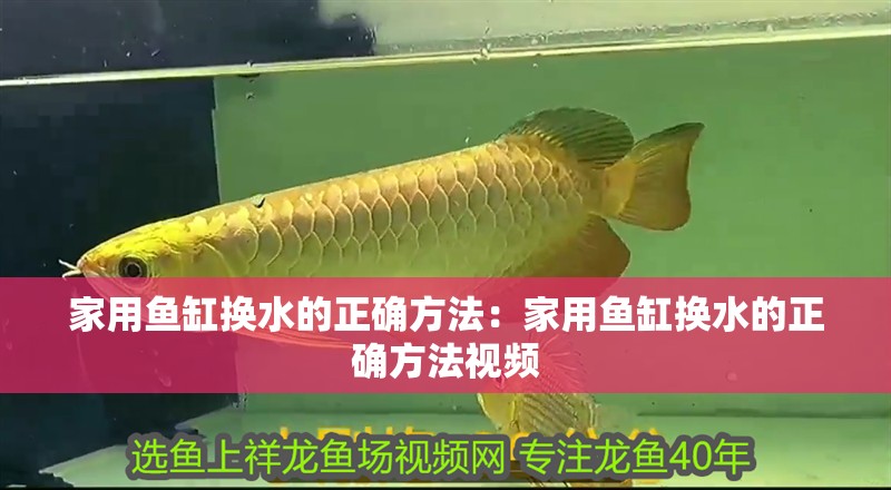 家用魚缸換水的正確方法：家用魚缸換水的正確方法視頻