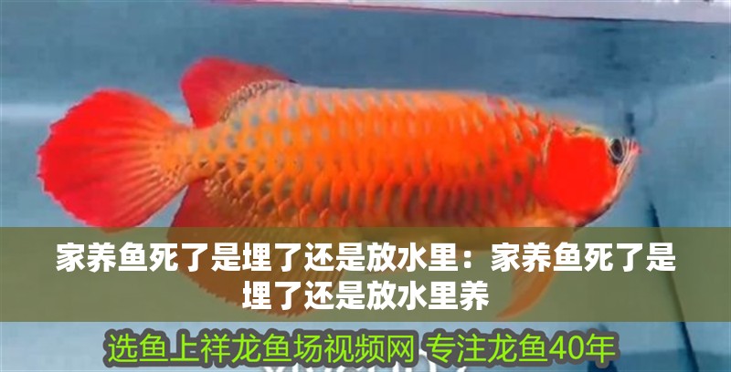 家養(yǎng)魚死了是埋了還是放水里:家養(yǎng)魚死了是埋了還是放水里養(yǎng)