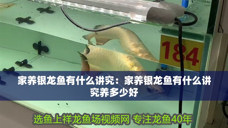家養(yǎng)銀龍魚(yú)有什么講究：家養(yǎng)銀龍魚(yú)有什么講究養(yǎng)多少好