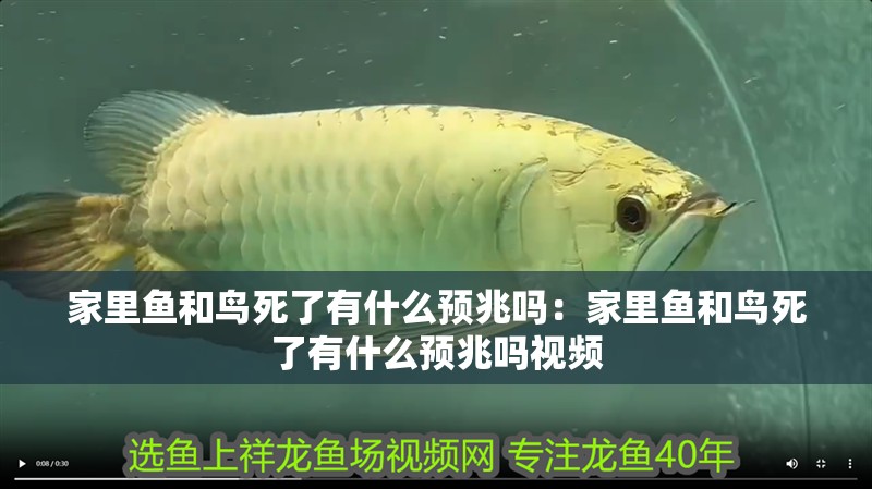 家里魚(yú)和鳥(niǎo)死了有什么預(yù)兆嗎：家里魚(yú)和鳥(niǎo)死了有什么預(yù)兆嗎視頻