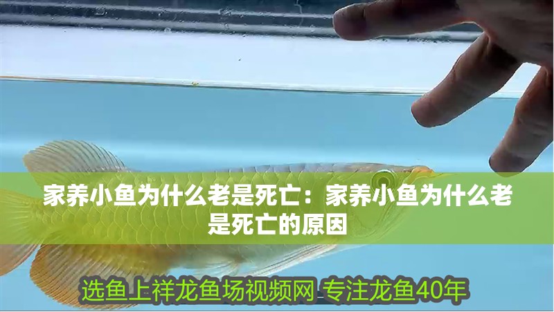 家養小魚為什么老是死亡：家養小魚為什么老是死亡的原因