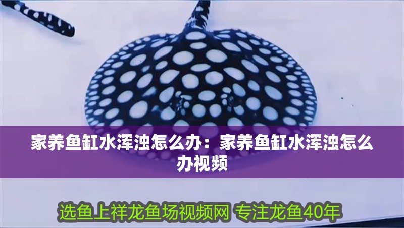 家養魚缸水渾濁怎么辦：家養魚缸水渾濁怎么辦視頻