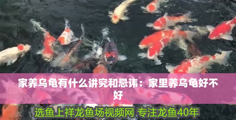 家養烏龜有什么講究和忌諱:家里養烏龜好不好