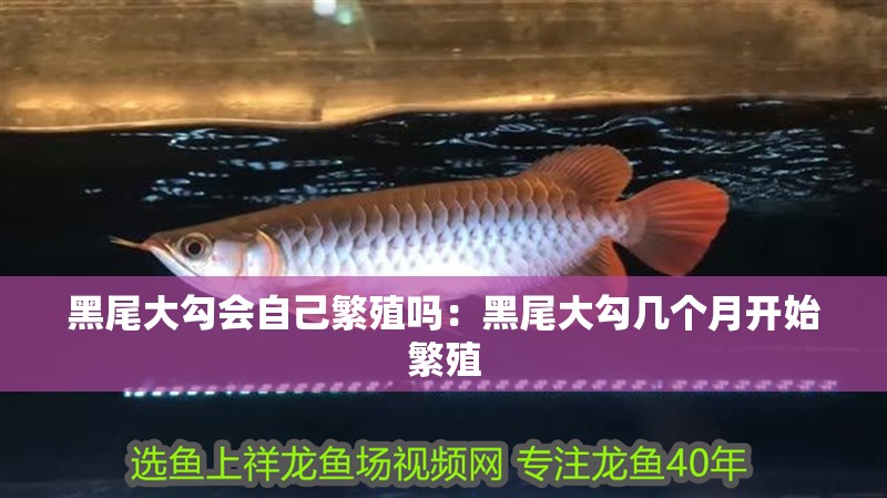 黑尾大勾會自己繁殖嗎：黑尾大勾幾個月開始繁殖