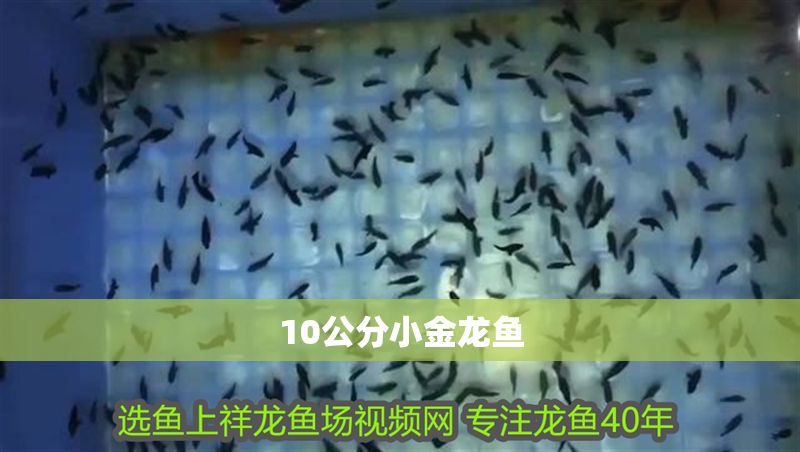 10公分小金龍魚