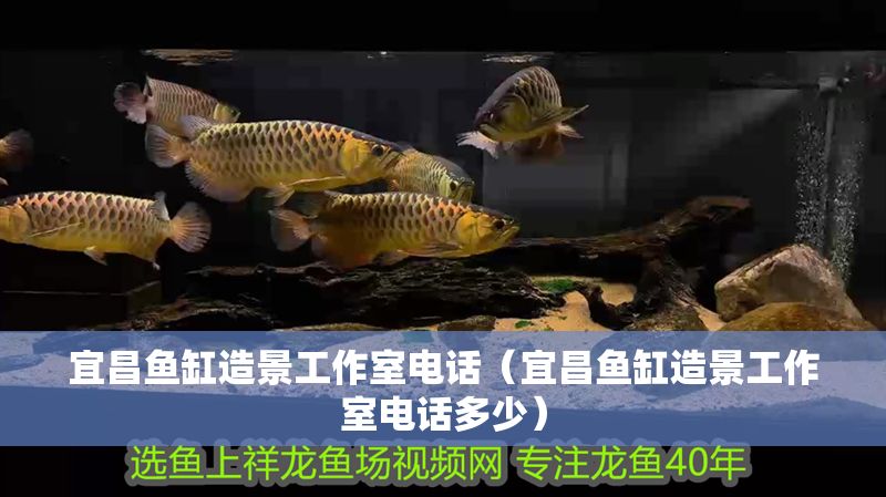 宜昌魚缸造景工作室電話（宜昌魚缸造景工作室電話多少）