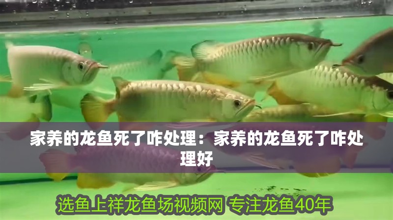 家養(yǎng)的龍魚死了咋處理：家養(yǎng)的龍魚死了咋處理好